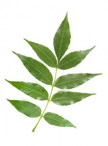 ash-tree-leaf-223x300