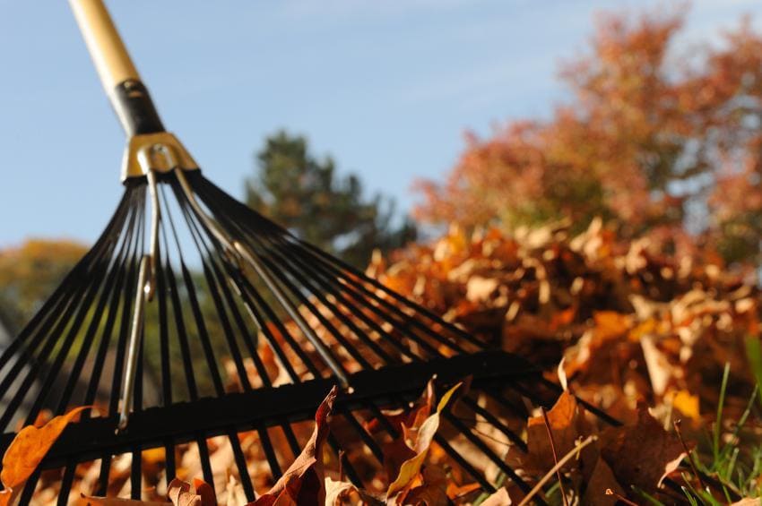 leaves-and-rake