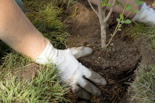 transplanting-shrub