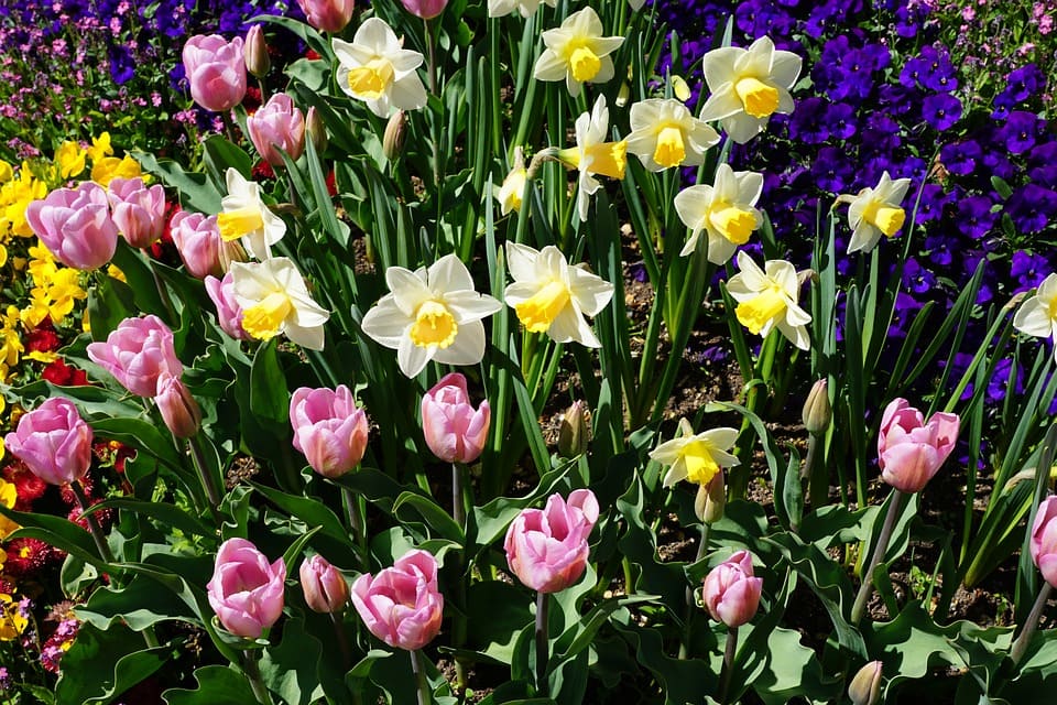 tulips-and-daffodils