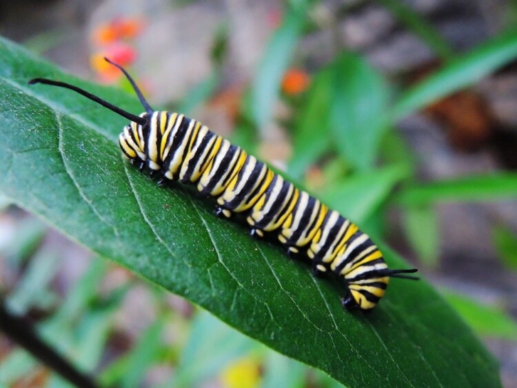 Catterpillar-Monarch-eating-leaf-Pixabay