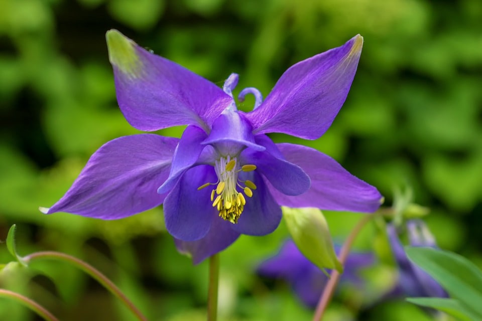 Columbine-Photo-Pixabay