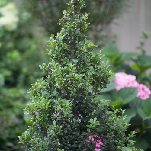 Japenese-Holly-Ilex-Crenata.-Photo-Proven-Winners