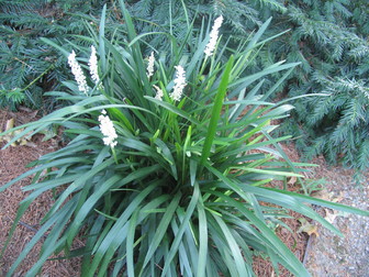 Liriope-muscari-Monroe-White-3_SZ336.jpg-Longwood-Gardens