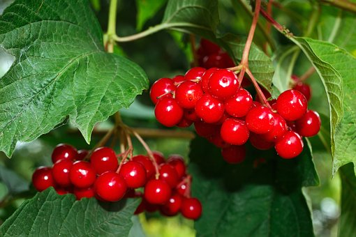Viburnum-with-berries-free