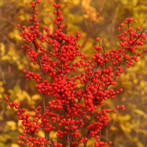Winterberry-Holly.-Photo-by-Proven-Winners