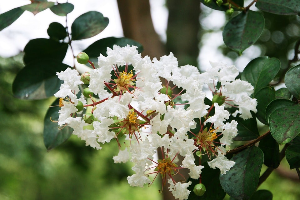 crape-myrtle-trees-1599777_960_720.jpg-pixabay-photo