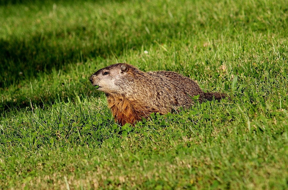 groundhog-free