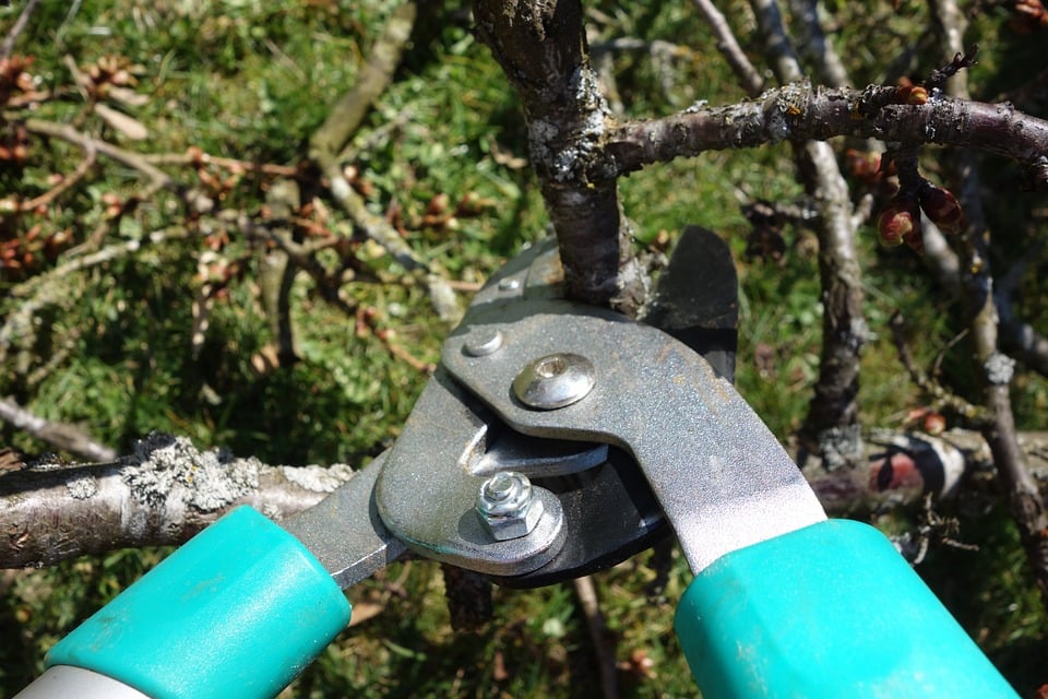 pruning-shears-free