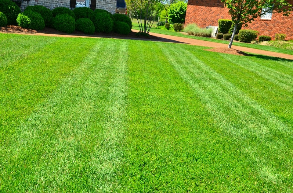 1955266290795481109-lawn_care