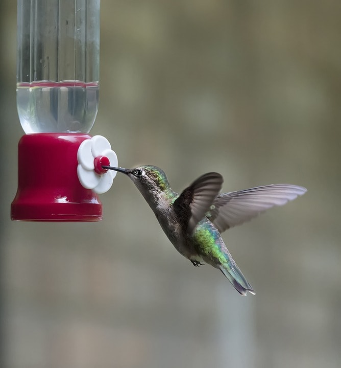 hummingbird-599443_960_720