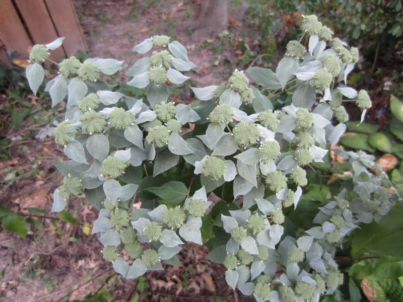 Clustered-Mountain-Mint.-Photo-Missouri-Botanical-Garden