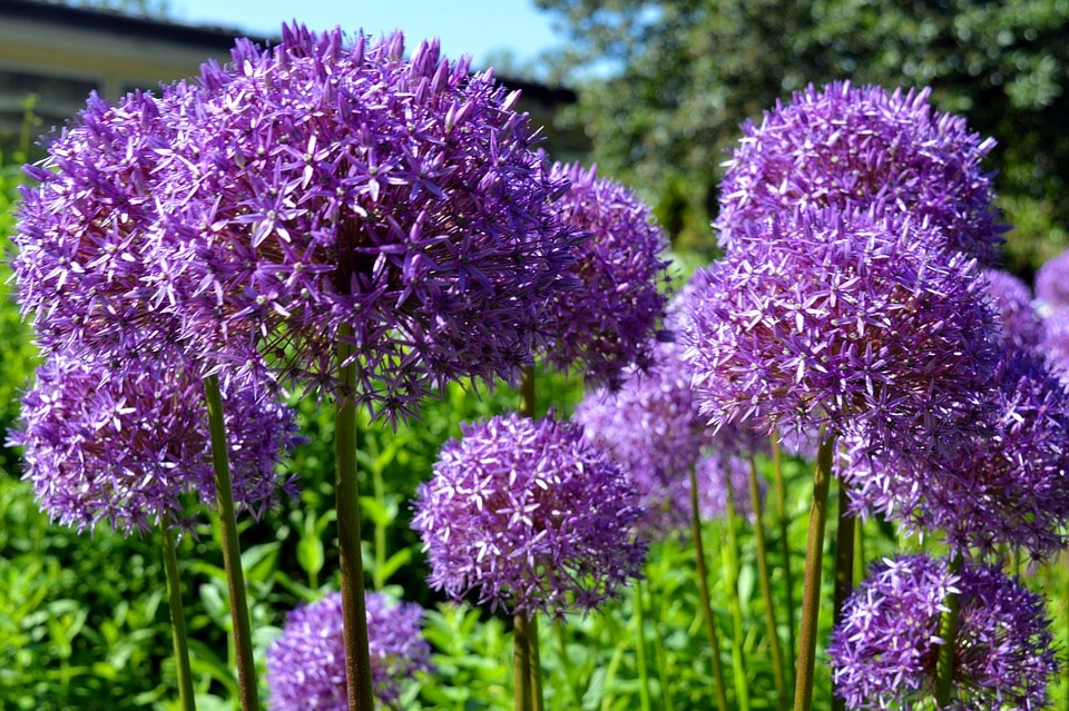 ornamental-onion-2401868_960_720