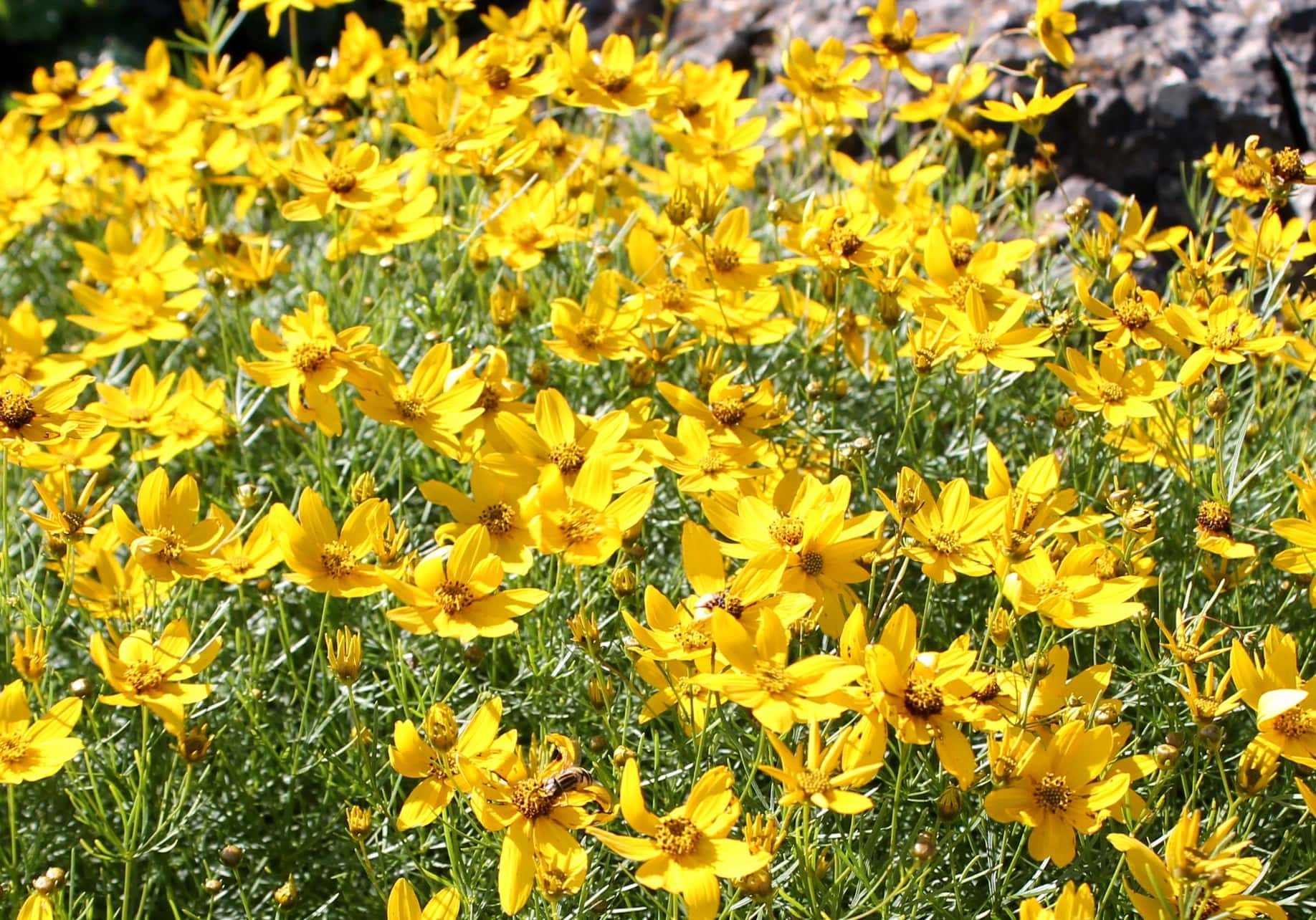 coreopsis.Zagreb.close-2