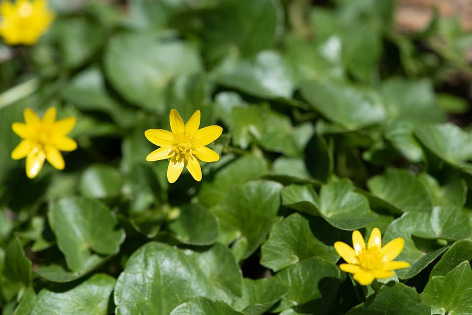 celandine-3452627_960_720