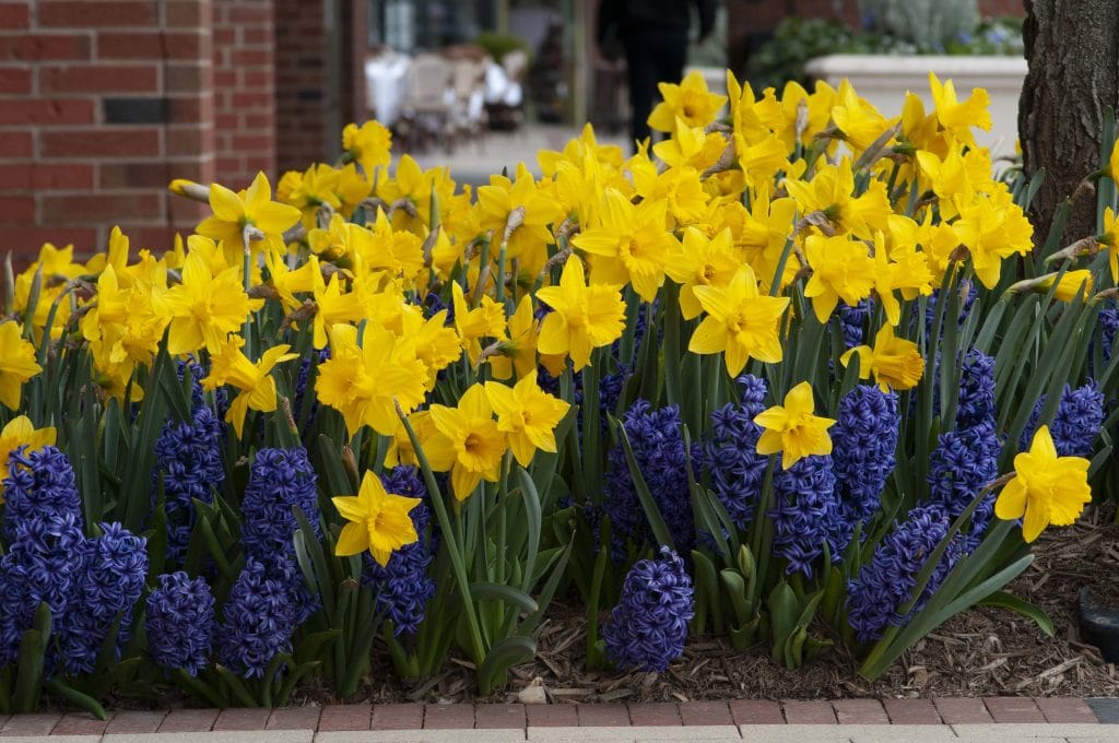 daffodil-and-hyacinth-combination