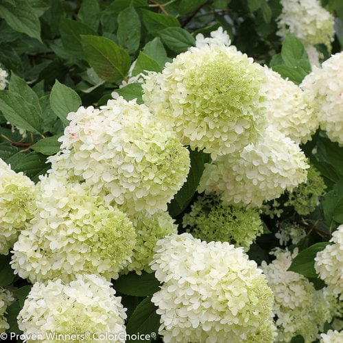 limelight_hydrangea-6