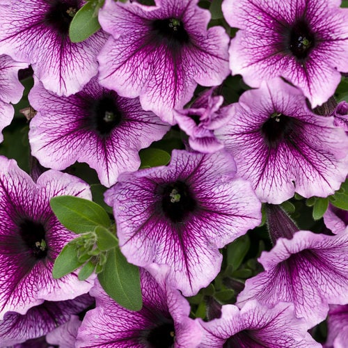 supertunia_bordeaux_tag_1