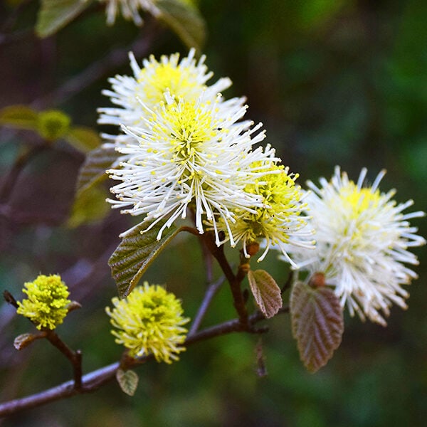 Mt. Airy Fothergilla.  Photo Credit: The Tree Center