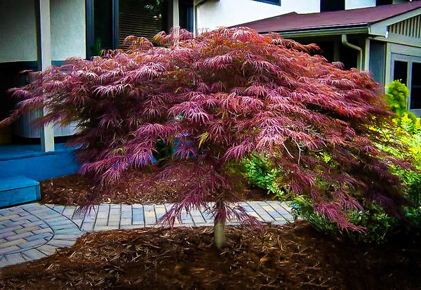 Japanese-Maple-Tree-Center