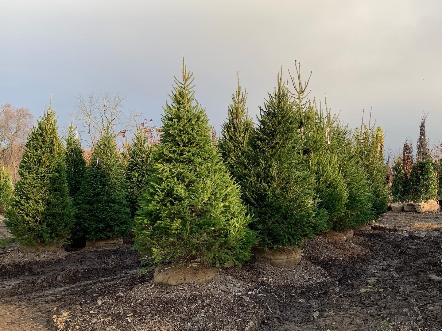 Discover the Benefits of Planting Evergreens in Your Landscape