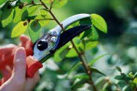 pruning