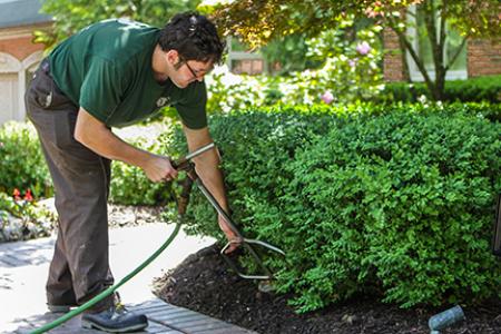 tree and shrub care