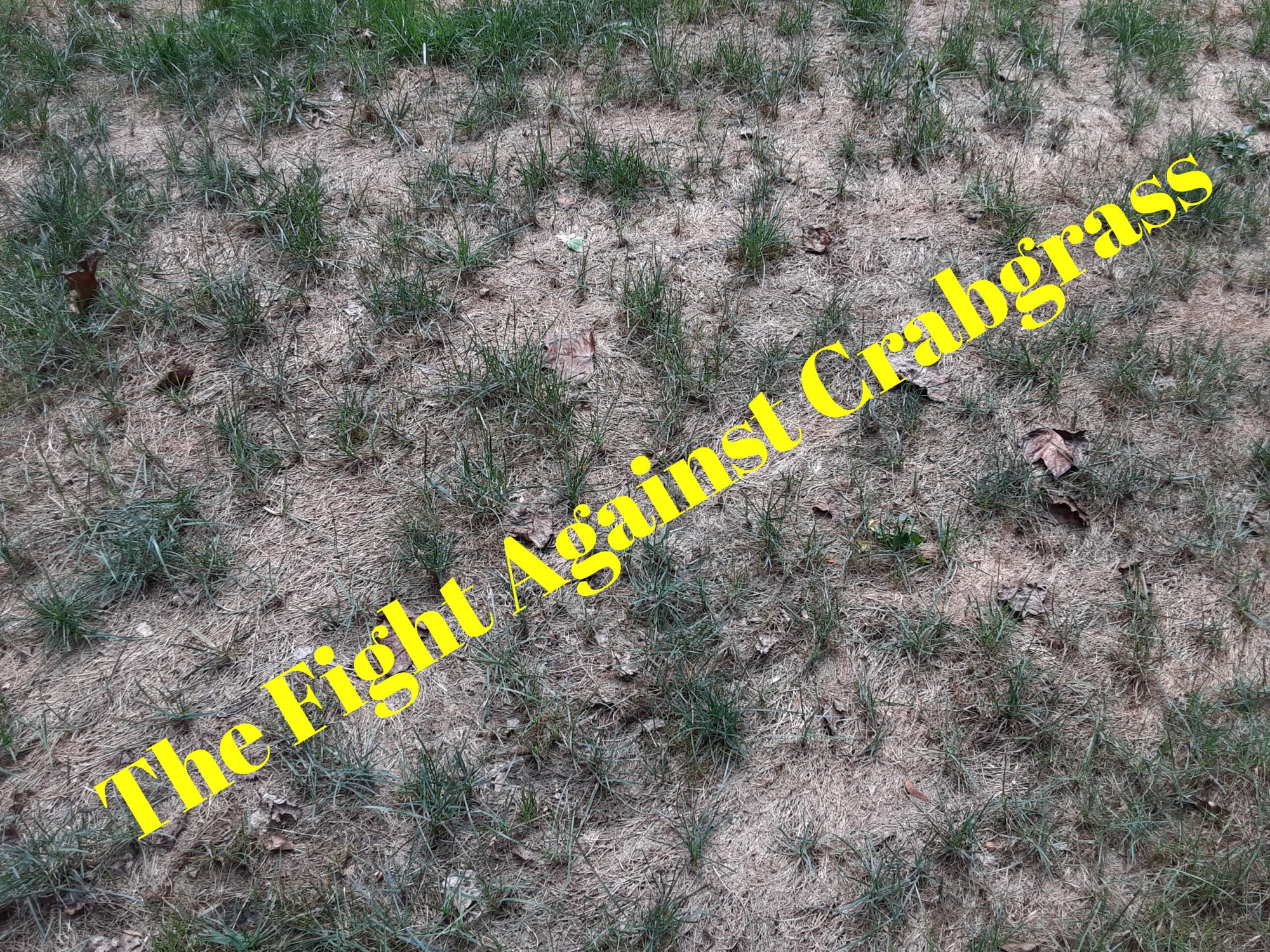 Crabgrass