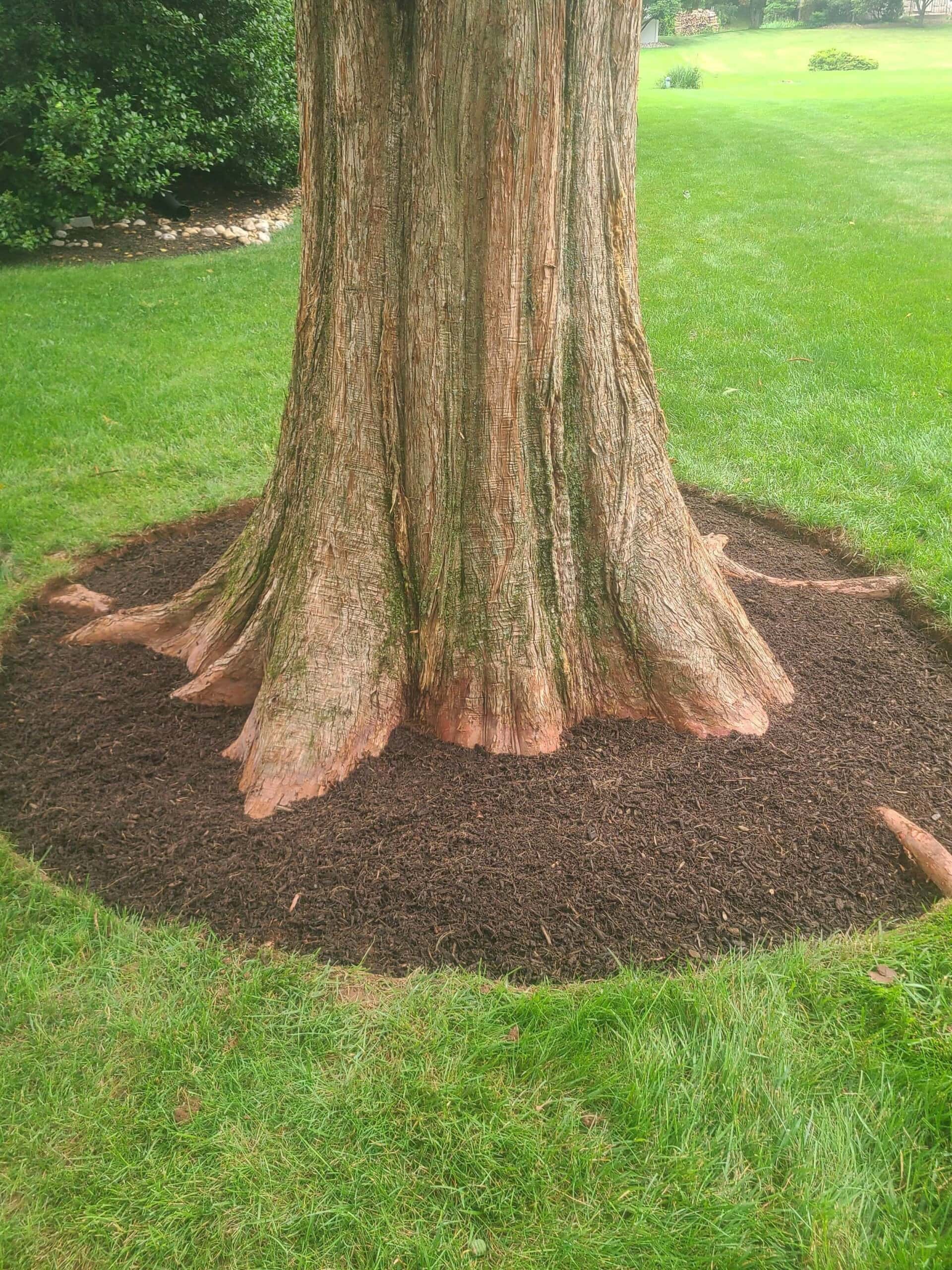 Proper root flare/root collar after air spading service.