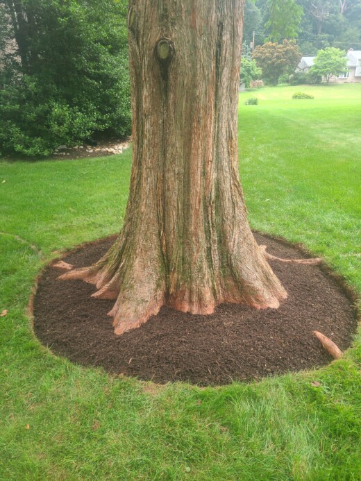 Proper root flare/root collar