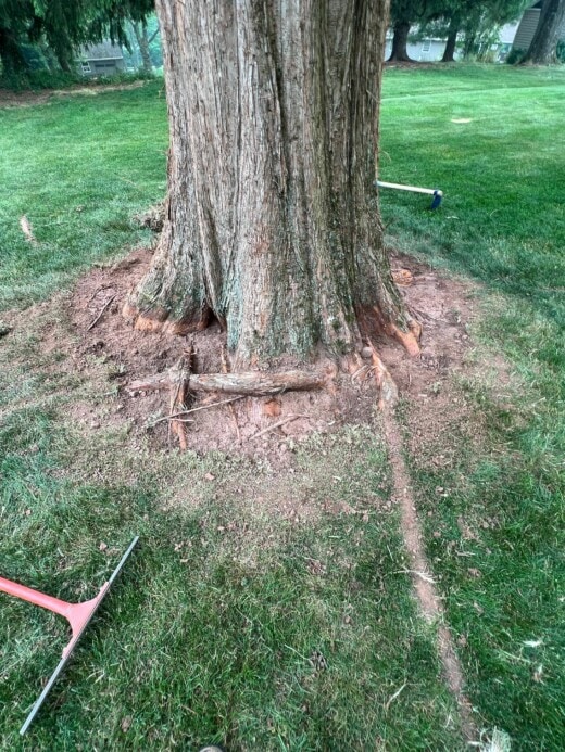 Girgling roots exposed after air spading service