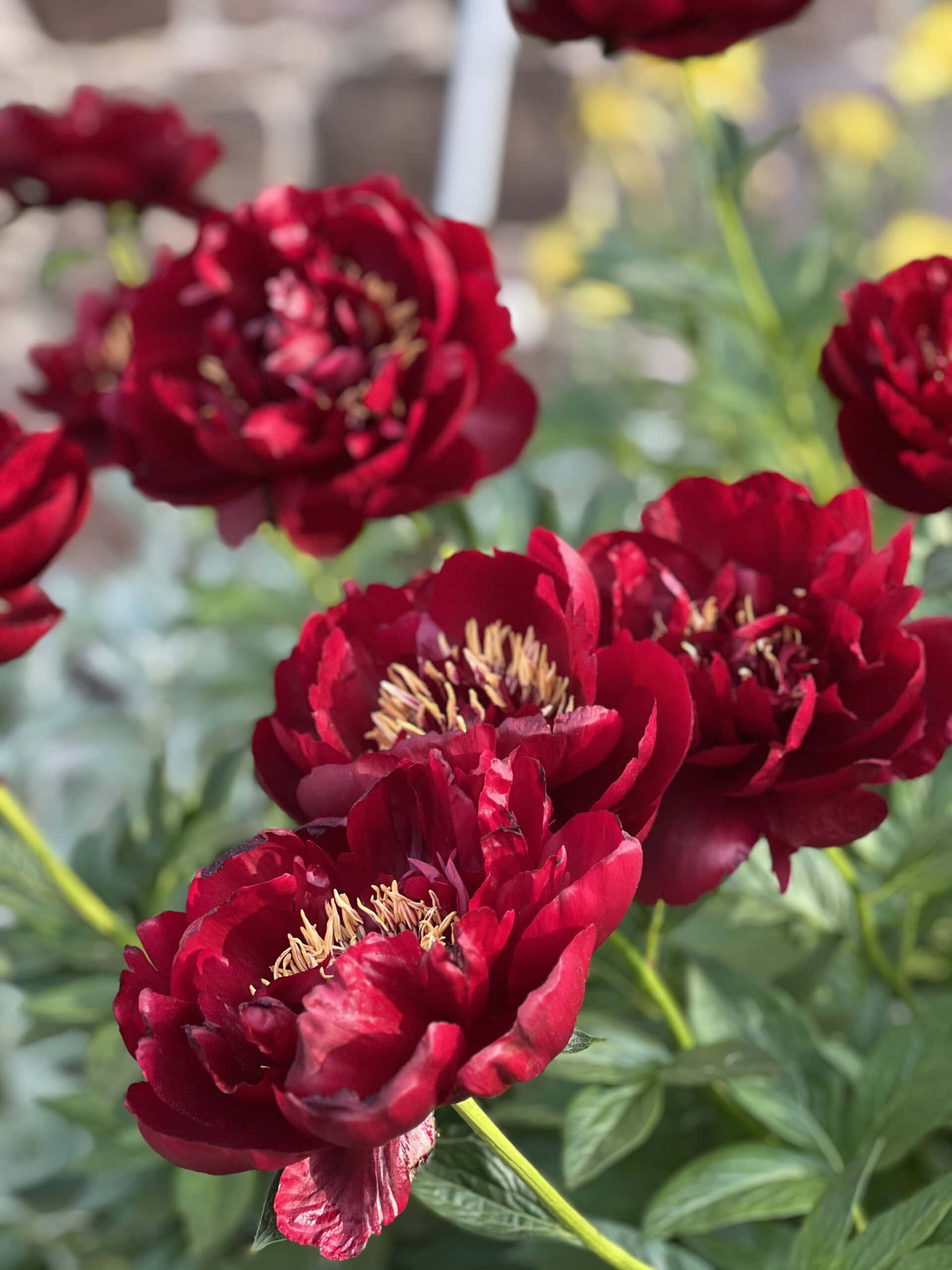 Peony Photo