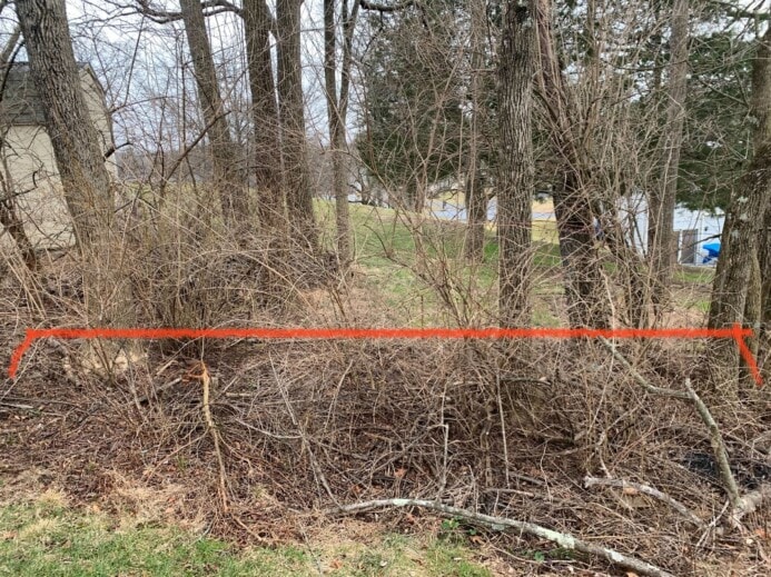 'Before' Bramble Cleanup