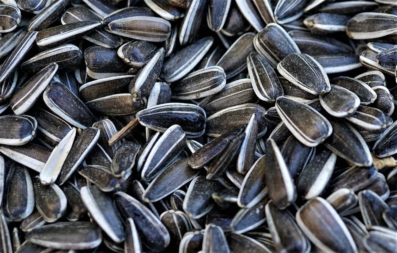 annette1209-sunflower-seeds-6008772_1280.jpg pixabay