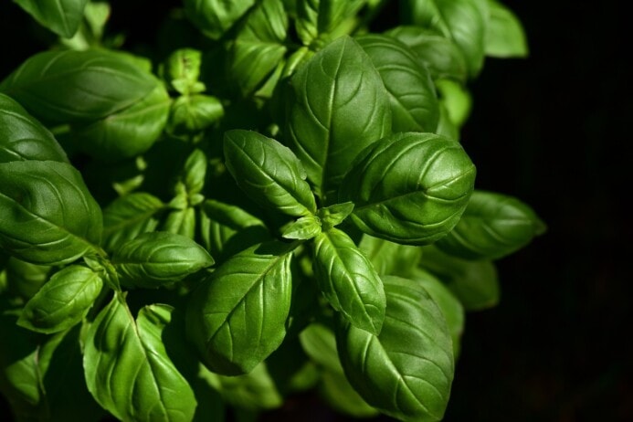 Basil is a great companion to tomatoes.