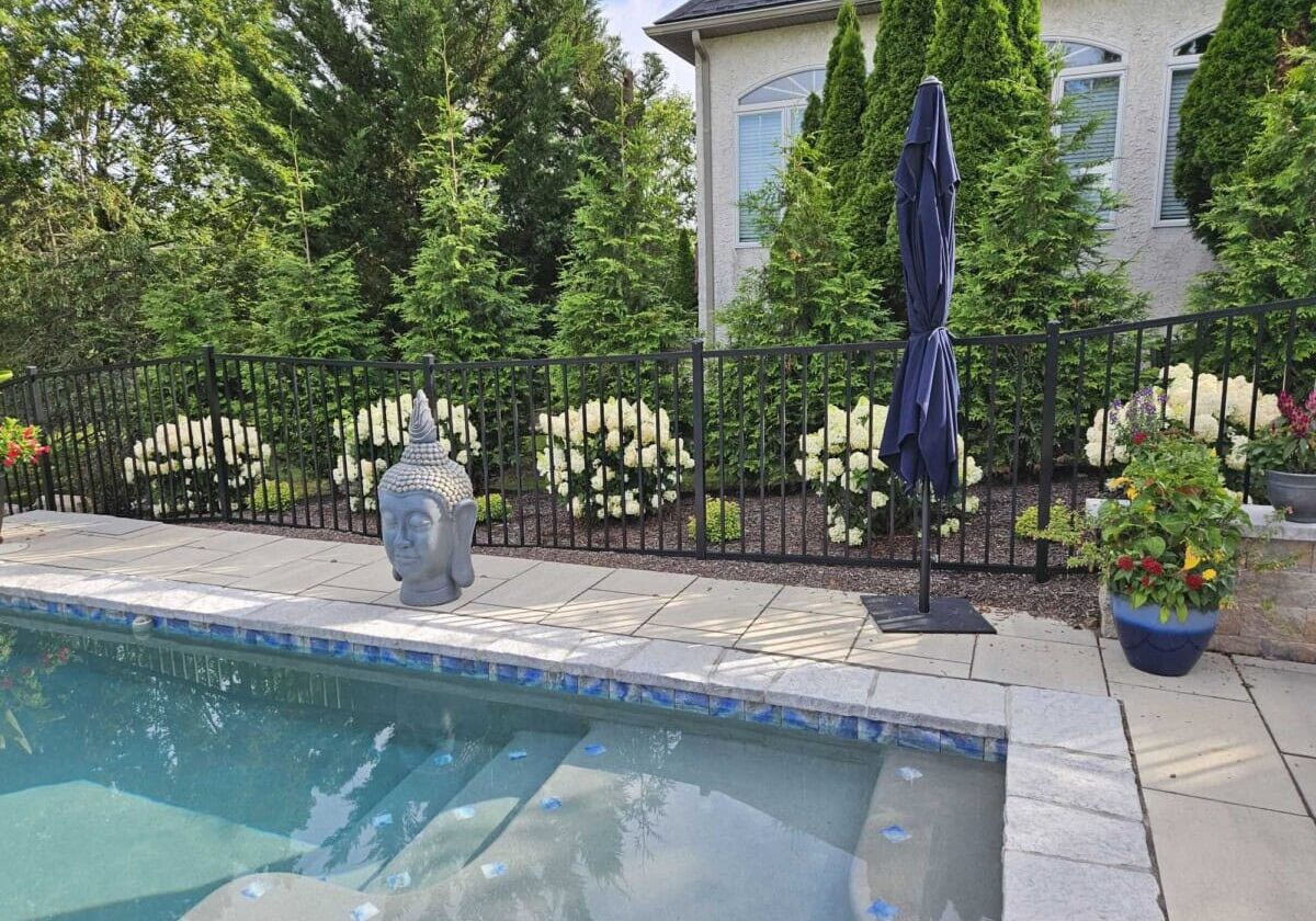 Hydrangeas surrounding pool perimeter. Hydrangeas surrounding pool perimeter.