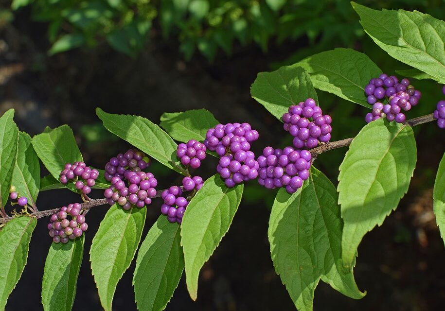 Beauty-Berry-Shrub-Pixabay