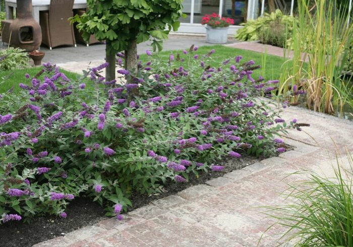 Butterfly-Bush-Lo-and-Behold-Blue-Chip