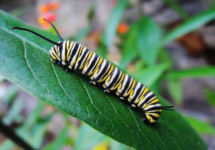 Catterpillar-Monarch-eating-leaf-Pixabay