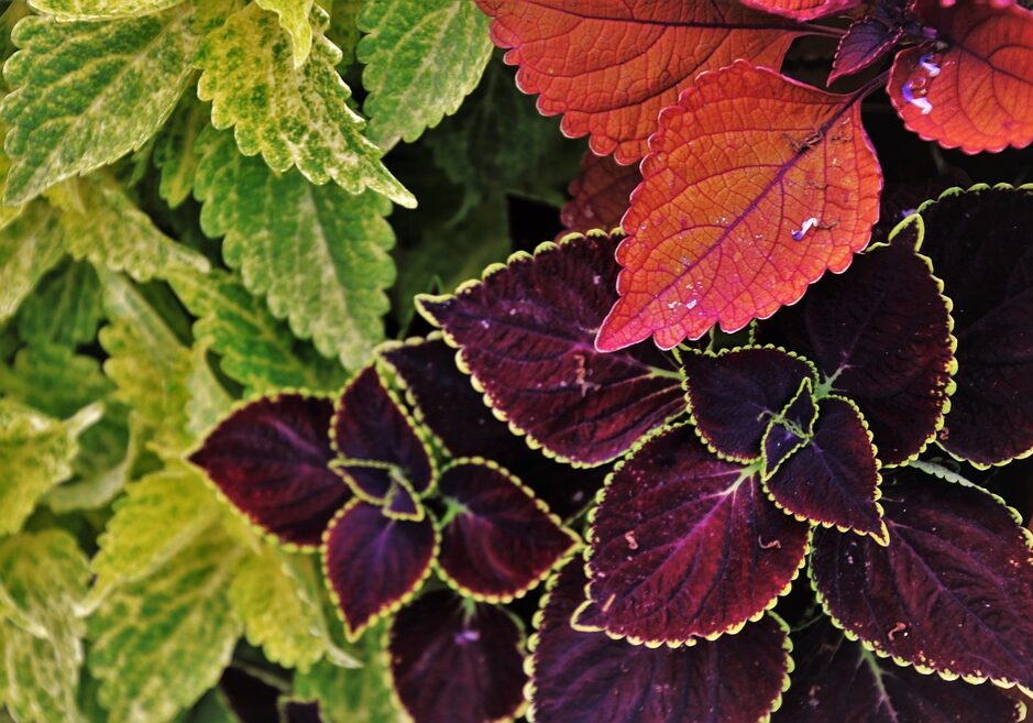 Coleus-Free