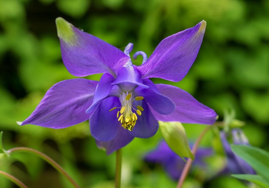 Columbine-Photo-Pixabay