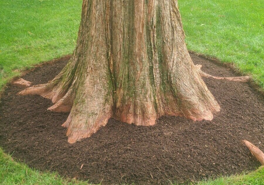 Proper root flare/root collar after air spading service.