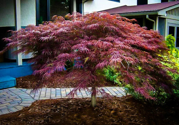 Japanese-Maple-Tree-Center