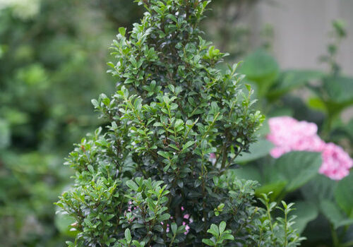 Japenese-Holly-Ilex-Crenata.-Photo-Proven-Winners