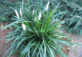 Liriope-muscari-Monroe-White-3_SZ336.jpg-Longwood-Gardens