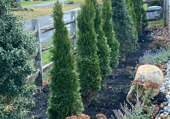 Marvel Arborvitae Planted