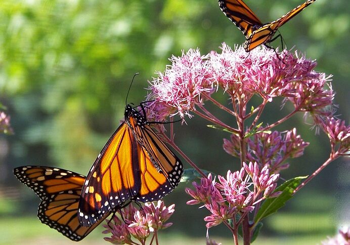 Monarchs-Pixabay