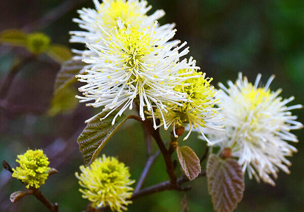 Mt. Airy Fothergilla.  Photo Credit: The Tree Center