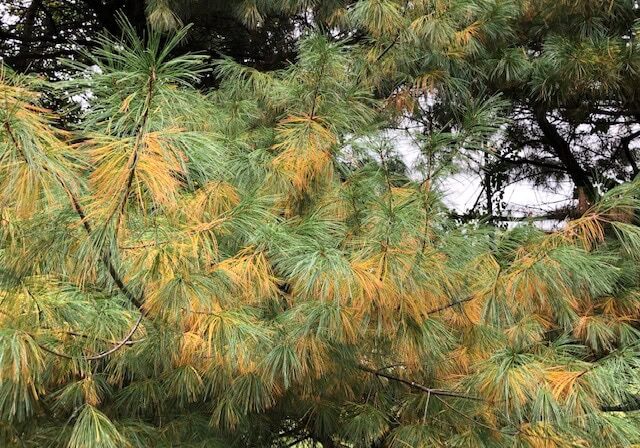 Pine Tree with Yellow Needles in Boyertown