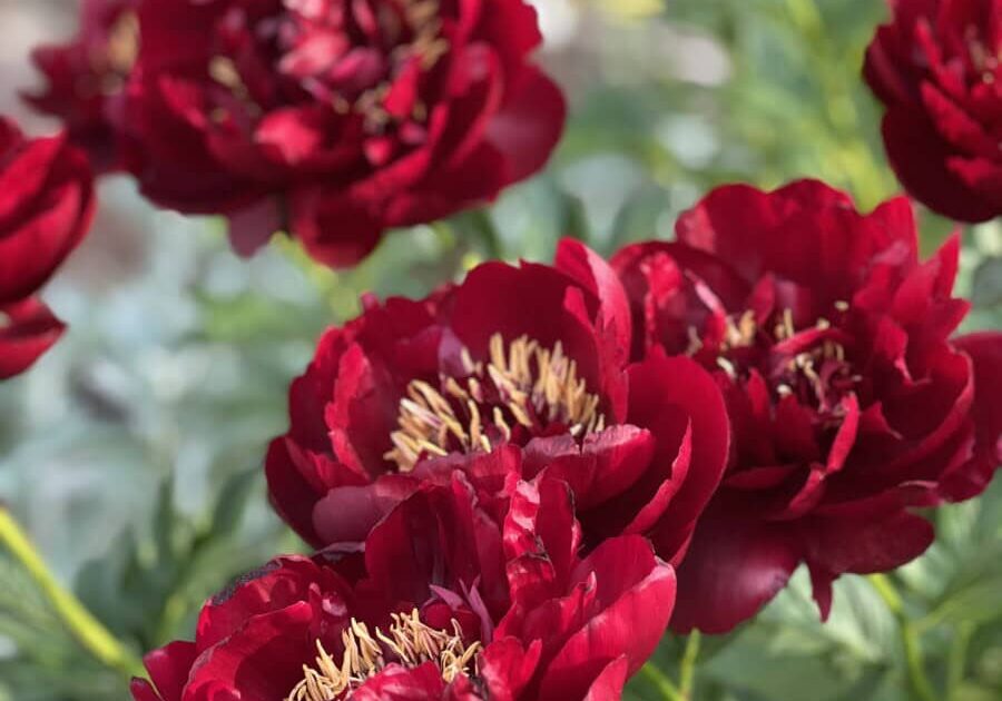 Peony Photo